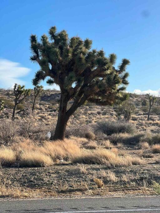 Joshua Tree National Park - Cozy Palms Getaway Apartamento Twentynine Palms Exterior foto